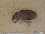 Insecta