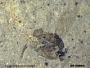 Insecta