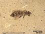 Insecta