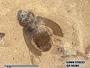Insecta