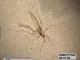 Insecta