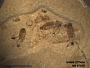 Insecta