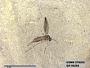 Insecta