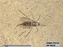 Insecta