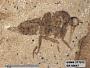 Insecta