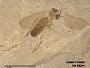 Insecta