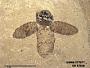 Insecta