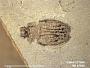 Insecta