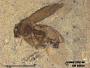 Insecta