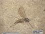 Insecta