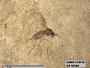 Insecta