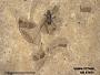 Insecta