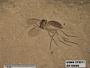 Insecta