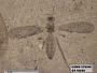 Insecta