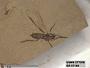 Insecta