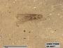Insecta