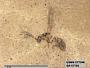 Insecta