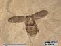 Insecta