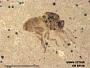 Insecta