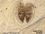 Insecta