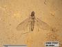 Insecta