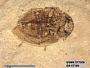Insecta