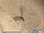 Insecta
