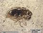 Insecta