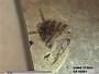 Insecta