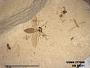 Insecta