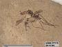 Insecta