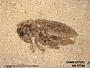 Insecta
