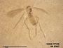 Insecta