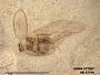 Insecta