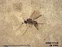 Insecta