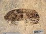 Insecta