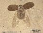 Insecta