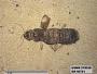Insecta