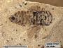 Insecta