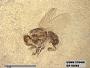 Insecta