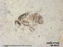 Insecta