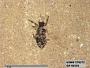 Insecta