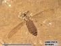 Insecta