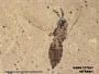 Insecta