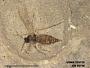 Insecta