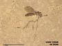 Insecta