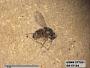 Insecta
