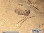 Insecta