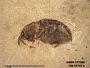 Insecta