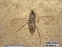 Insecta